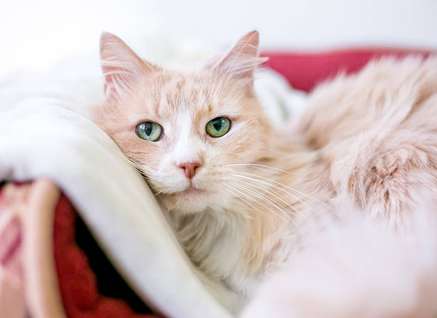 istock A fluffy cat lying down in a comfortable pet bed 2246241598