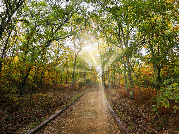 Path in the oak forest in autumn with sunbeams