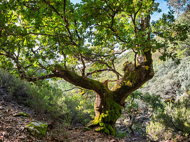 an oak tree with a large crown in autumn. The oak tree is more than 100 years old. of natural monuments, caring for nature. Golden autumn