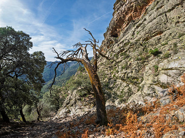 Old, dry holm oak in a natural, wild, rocky environment