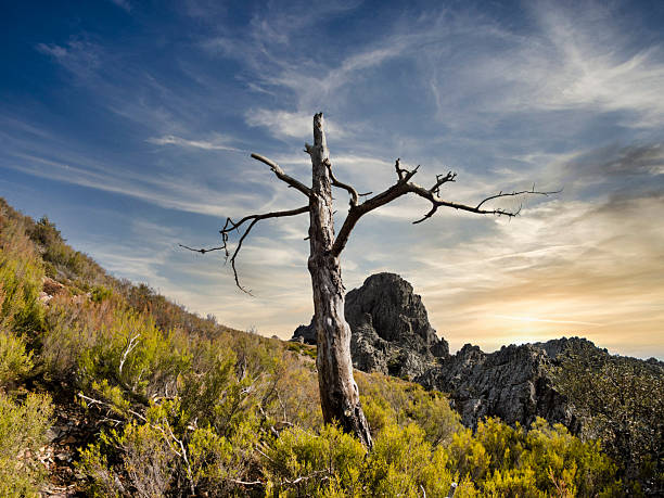 Landscape with dry pine trees in the Sierra de Francia with a dramatic sky at dawn
