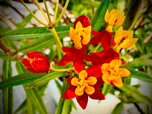 Milkweed flowers grow in clusters called umbels and are composed of five petals and five sepals that typically curl backward. Each flower has a central crown with five upright hoods, often containing nectar and supporting small \