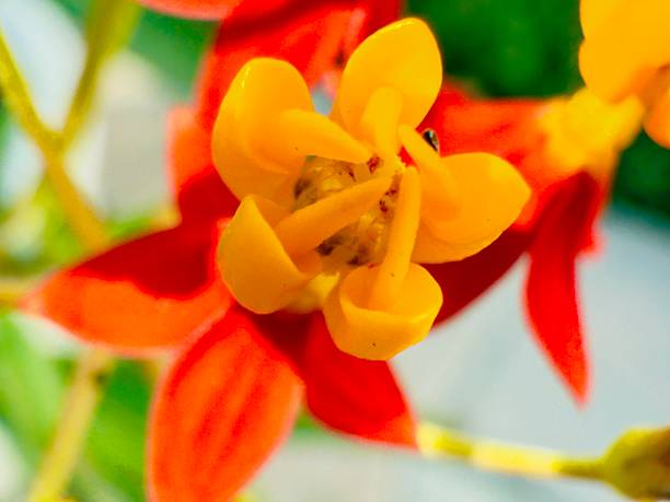Milkweed flowers grow in clusters called umbels and are composed of five petals and five sepals that typically curl backward. Each flower has a central crown with five upright hoods, often containing nectar and supporting small \