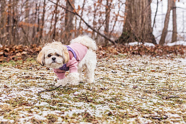 A small fluffy dog in a pink sweater wanders through a snow-dusted park, capturing a cozy, playful outdoor moment and simple joy in nature.