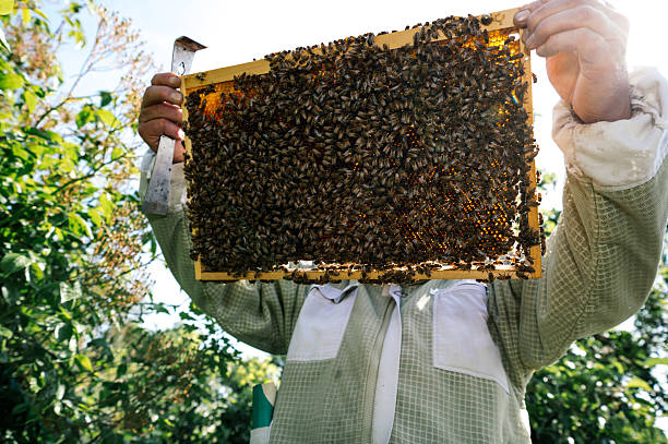 A beekeeper inspects and checks a honeycomb in a beehive.