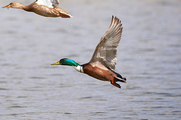 istock Mallard male duck bird in flight 2246244954