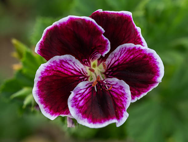 istock Colorful blooms brighten quiet streets 2246244956