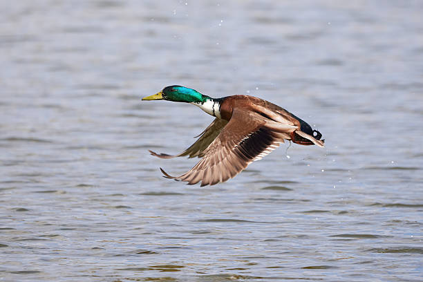 istock Mallard male duck bird in flight 2246244961