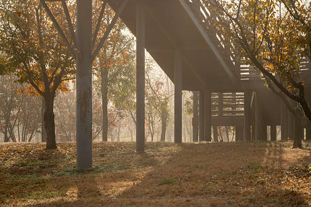Golden autumn leaves create a warm, inviting atmosphere along a quiet path. The interplay of shadows from trees and road signs adds depth and character to the scene. A 'no entry' and 'one way' sign stand prominently, guiding the unseen journey ahead. The fallen leaves scattered on the path enhance the seasonal charm and evoke a sense of peaceful solitude.