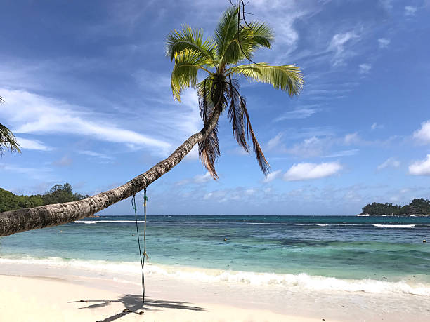 istock A stunning tropical beach covered with white sand and a unique palm tree growing almost horizontally 2246246504