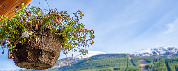 Hanging flower pot and mountains in background