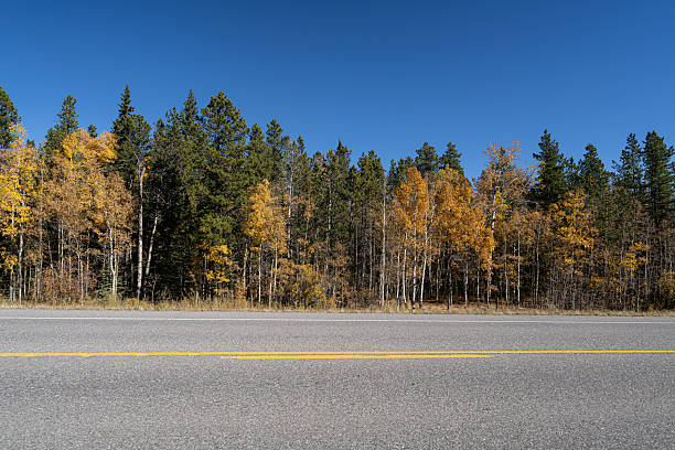 Row of trees in fall on rural area