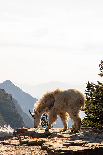 Viewing wildlife ins Glacier National Park in Montana during the summer