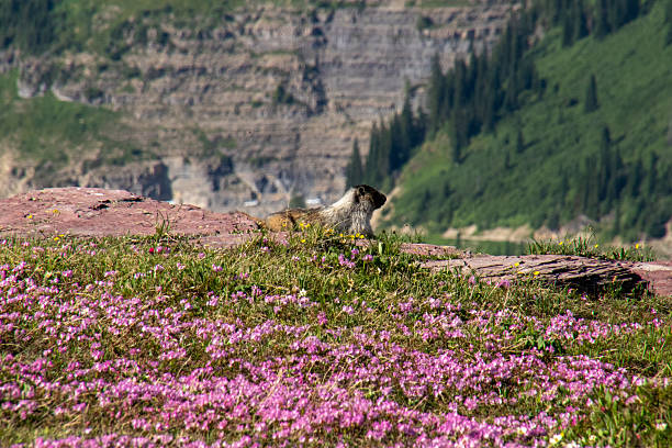 In the Swiss Alps during spring, a marmot peeks out of its burrow, soaking up the sunshine in the beautiful surroundings of alpine meadows. Andrea