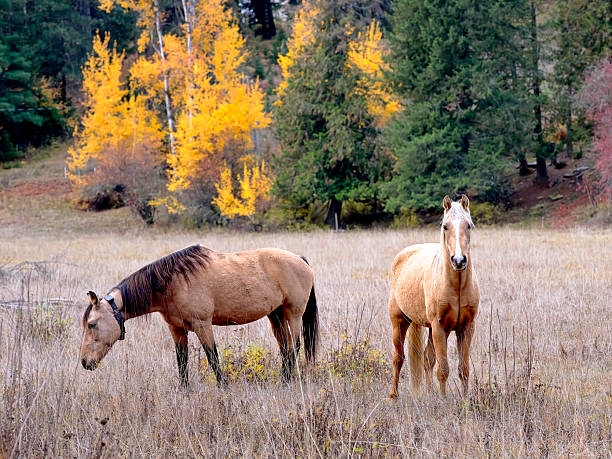Two light brown horses stand in a field in autumn near Cataldo, Idaho.