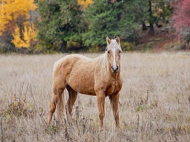 A beautiful light brown horse standing in a field near Cataldo, Idaho.