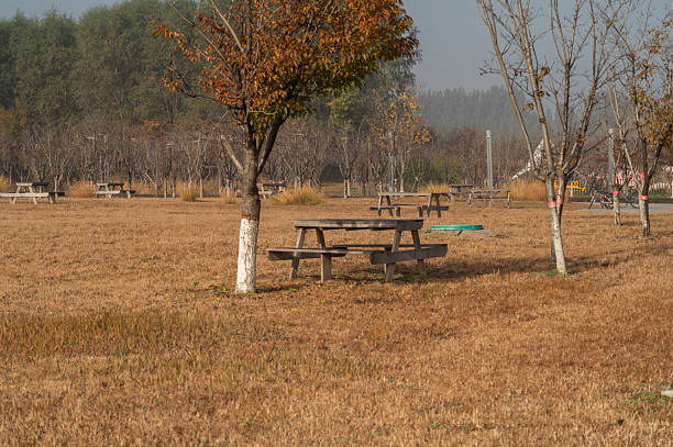 Vacant park with picnic tables and trees standing in dry grass during the autumn season