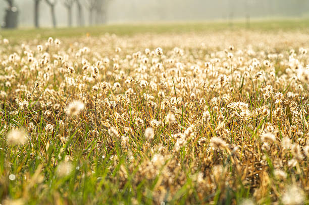 Dandelion seeds standing in a grassy field during a sunny morning