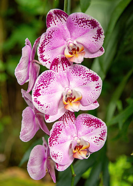 istock Pink Phalaenopsis Orchid 2246249967