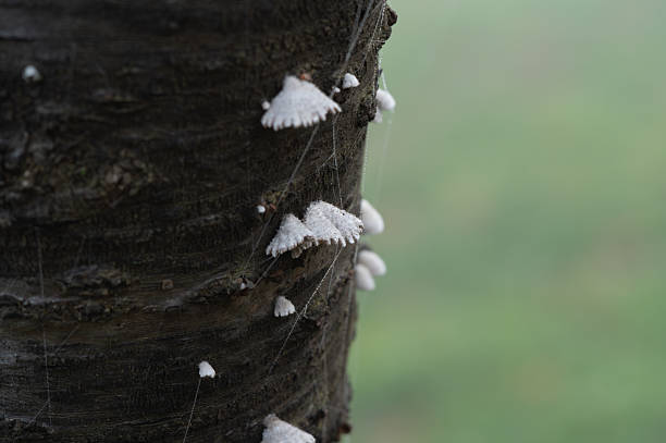 This white fungus on the grass is likely a species of Chlorophyllum molybdites, commonly known as the false toadstool or green spore toadstool, a type of poisonous fungus.