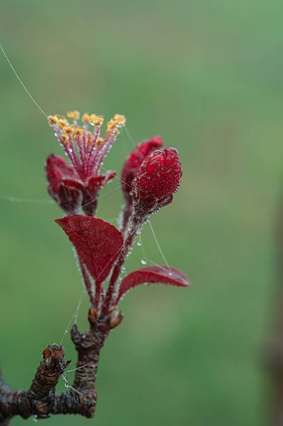Red flower buds and a blossom covered in fresh dew drops and delicate spider webs