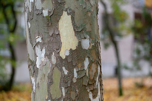 istock Close-up of tree bark with peeling texture 2246254313