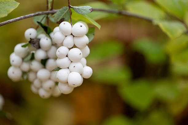 Close-up of white snowberries growing on a slender branch with soft green leaves and a blurred background. The gentle colors and natural light create a calm and minimalist composition that highlights the quiet beauty of autumn nature.