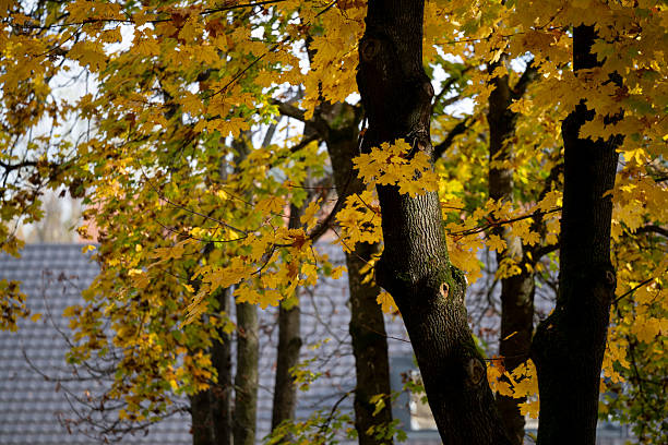 Tall trees with bright yellow autumn leaves illuminated by warm sunlight in a quiet park setting. The soft light and shadows create a peaceful atmosphere, capturing the golden tones and beauty of the fall season.