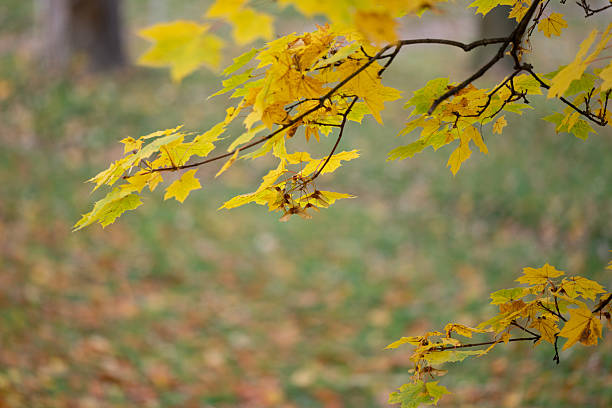 A close-up view of bright yellow maple leaves on a thin branch, softly lit against a blurred natural background. The warm tones and shallow depth of field create a peaceful and atmospheric scene that embodies the calm beauty of autumn.