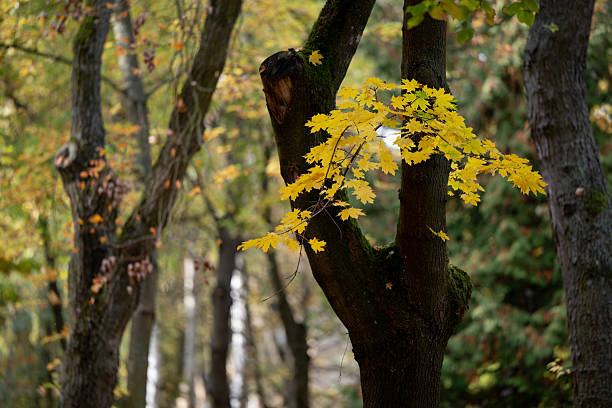 A close-up view of bright yellow maple leaves on a thin branch, softly lit against a blurred natural background. The warm tones and shallow depth of field create a peaceful and atmospheric scene that embodies the calm beauty of autumn.