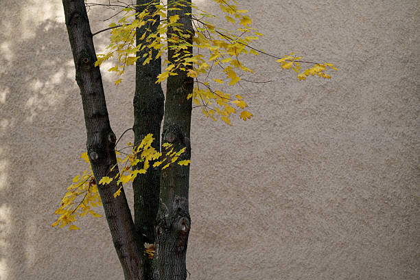 istock Tree with yellow autumn leaves against beige wall 2246254382