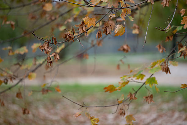 Close-up of bright yellow maple leaves hanging from a branch against a soft, blurred forest background. The warm colors and gentle light capture the quiet beauty and peaceful atmosphere of an autumn day in nature.