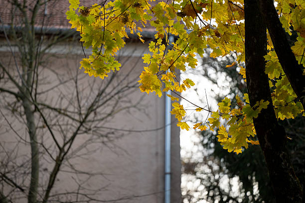 Close-up of bright yellow maple leaves hanging from a branch against a soft, blurred forest background. The warm colors and gentle light capture the quiet beauty and peaceful atmosphere of an autumn day in nature.