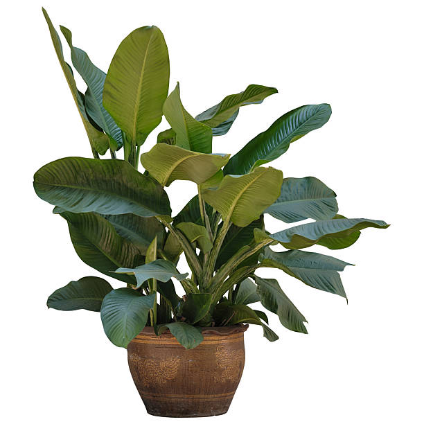istock plant tree in a pot isolated on white background for used design, clipping path included. 2246254453