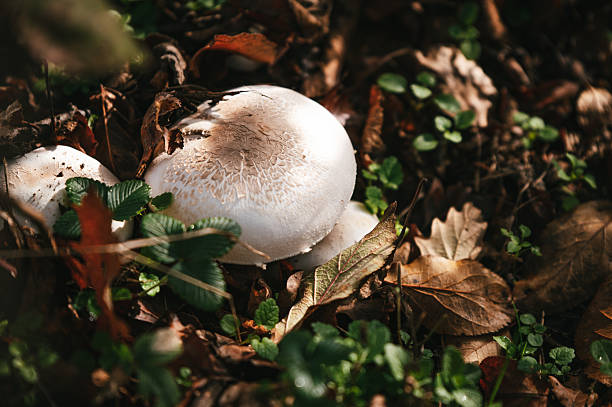 Agaricus mushrooms in the nature. Foraging