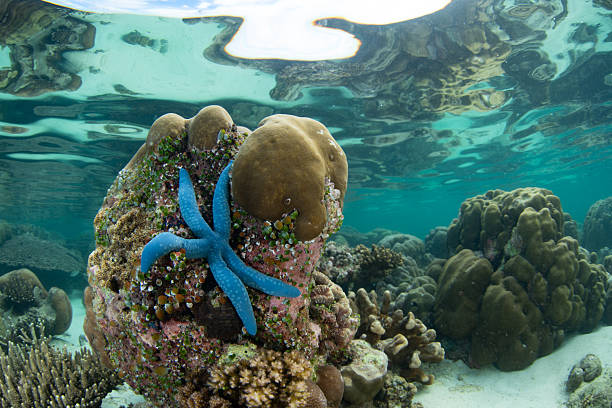A healthy, shallow coral reef thrives at Nusa Laut, near Ambon, Indonesia. This region harbors extraordinary marine biodiversity and is a popular destination for divers and snorkelers.