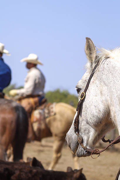 Ranching, cattle, horses, cowboys
