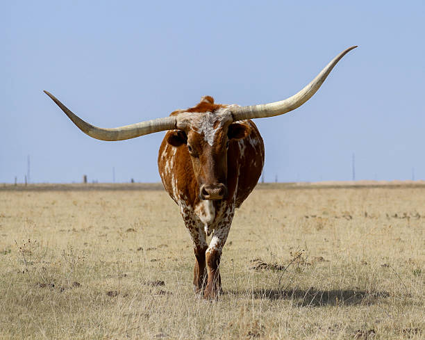 istock Cowboy Culture 2246256566