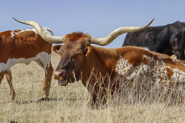 istock Cowboy Culture 2246256569