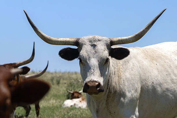 istock Cowboy Culture 2246256930