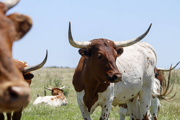 istock Cowboy Culture 2246256931