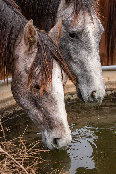 istock Cowboy Culture 2246257504