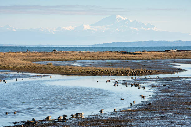 istock Mud Flats and Shore Birds Centennial Beach 2246258181