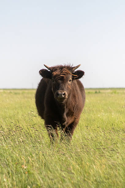 istock Cowboy Culture 2246258461