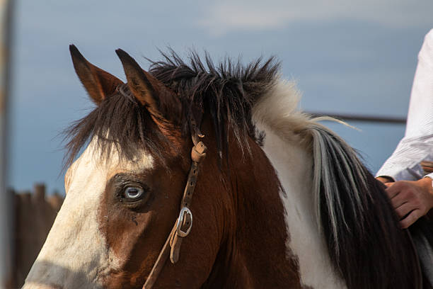 istock Cowboy Culture 2246259367