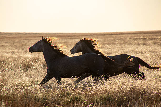 Ranching, cattle, Texas, horses