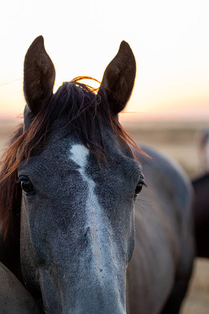 istock Cowboy Culture 2246259407