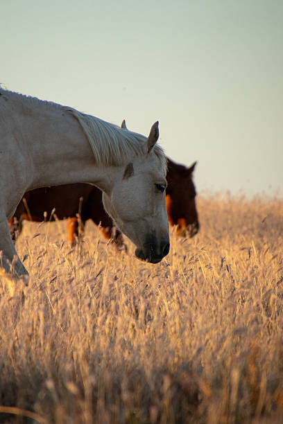 istock Cowboy Culture 2246259423