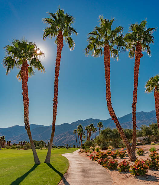 istock Springtime in a green belt at Palm Springs California 2246259472
