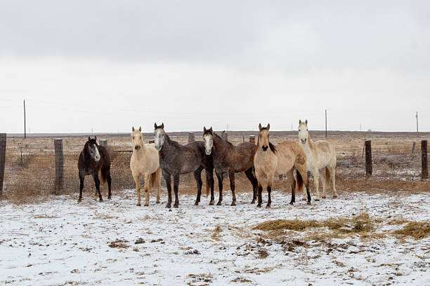 brown horses head-on and close-up on a farm
